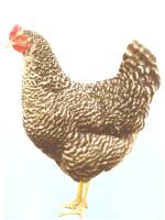 /album/dominant-pasikavy-d959/d159-png/